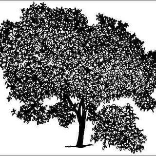thumbnail for publication: Ptelea trifoliata 'Glauca': 'Glauca' Common Hoptree